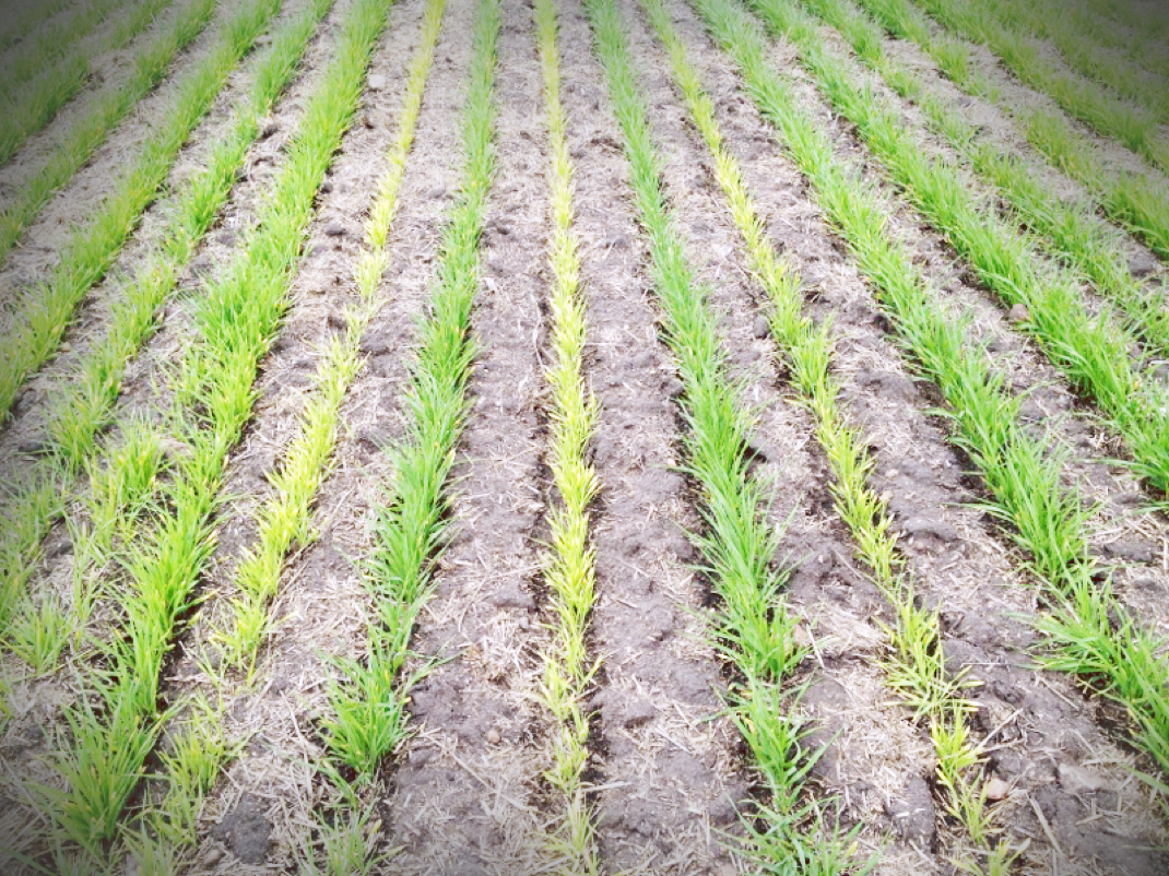Using Herbicides that Contain Residual Products Effectively